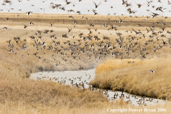 Flock of mallards in flight.