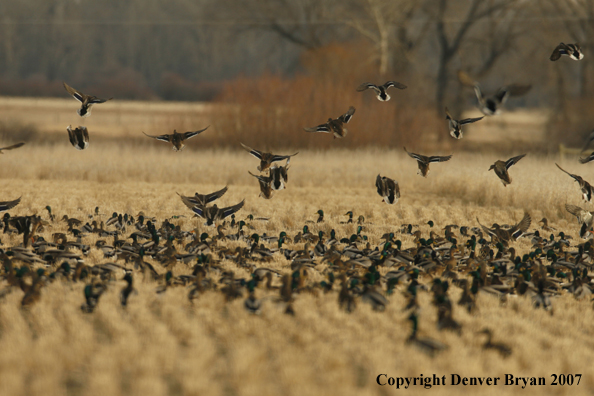 Mallard flock