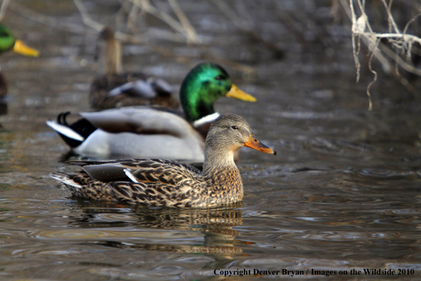 Mallard hen with drake in background