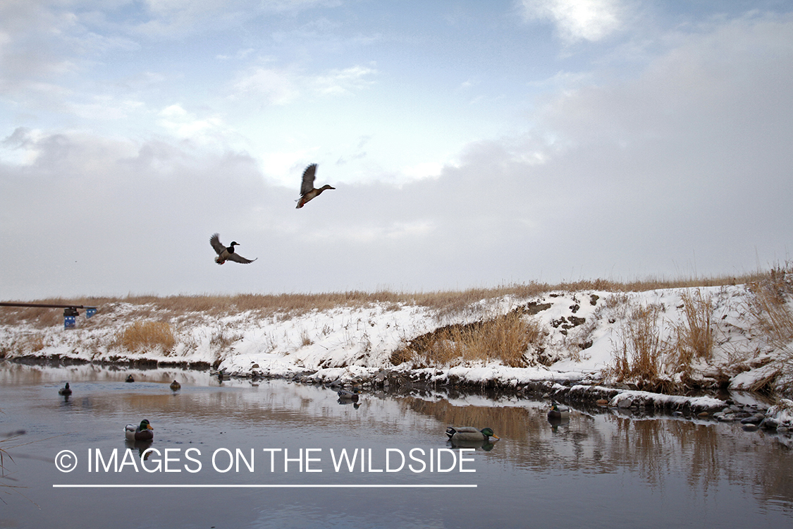 Mallards landing in decoys.