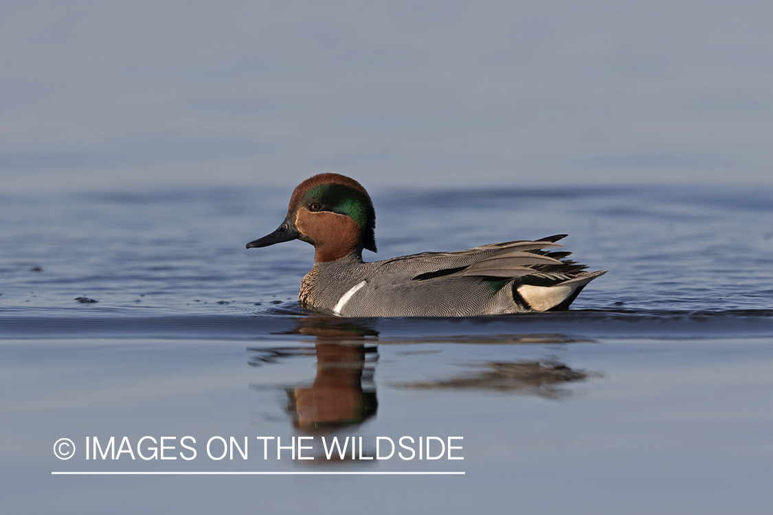 Green-winged Teal on pond.