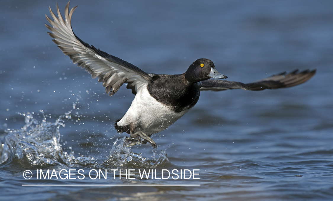 Lesser Scaup in flight.