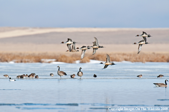 Pintail ducks