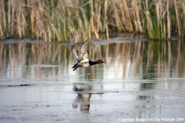 Redhead Drake in flight