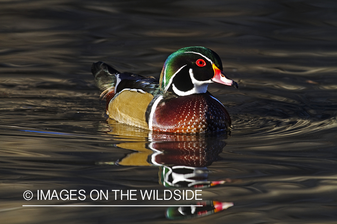 Wood Duck drake in habitat. 