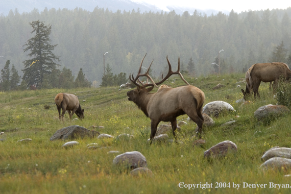 Rocky Mountain bull and cow elk in habitat.