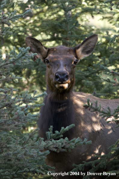 Rocky Mountain cow elk in habitat.