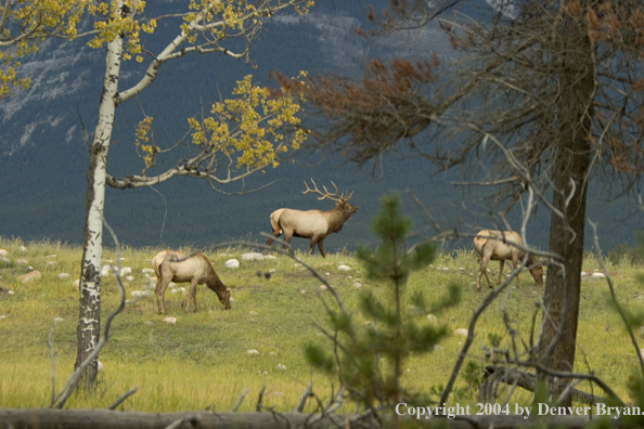 Rocky Mountain bull and cow elk in habitat.