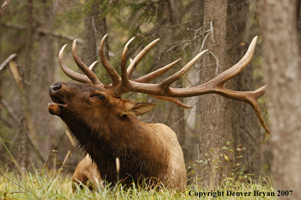 Rocky Mountain Elk bedded down and bugling