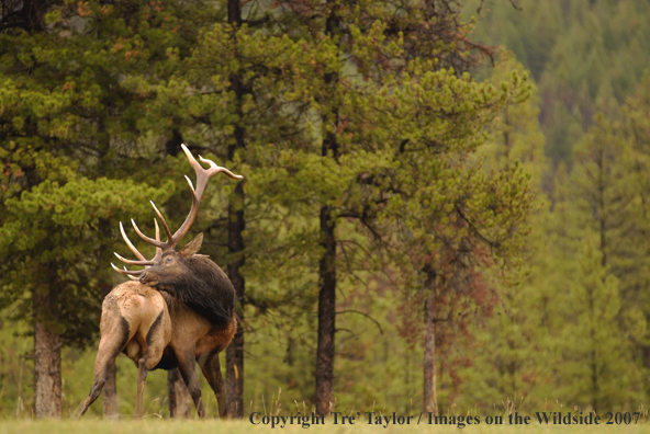 Rocky Mountain Elk in habitat