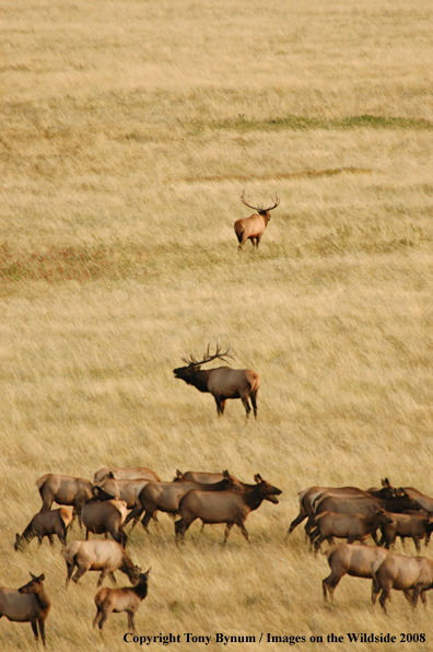 Rocky Mountain Elk in habitat