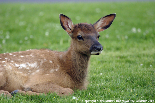 Elk Calf