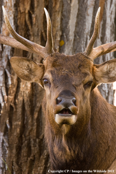 Close-up of bull elk. 