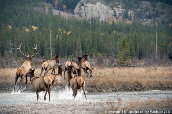 Rocky Mountain elk in habitat. 