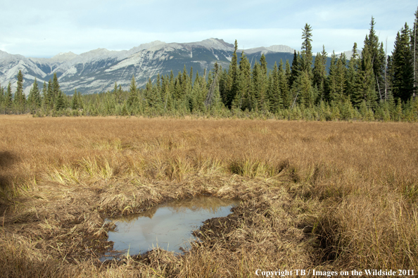 Elk Wallow. 