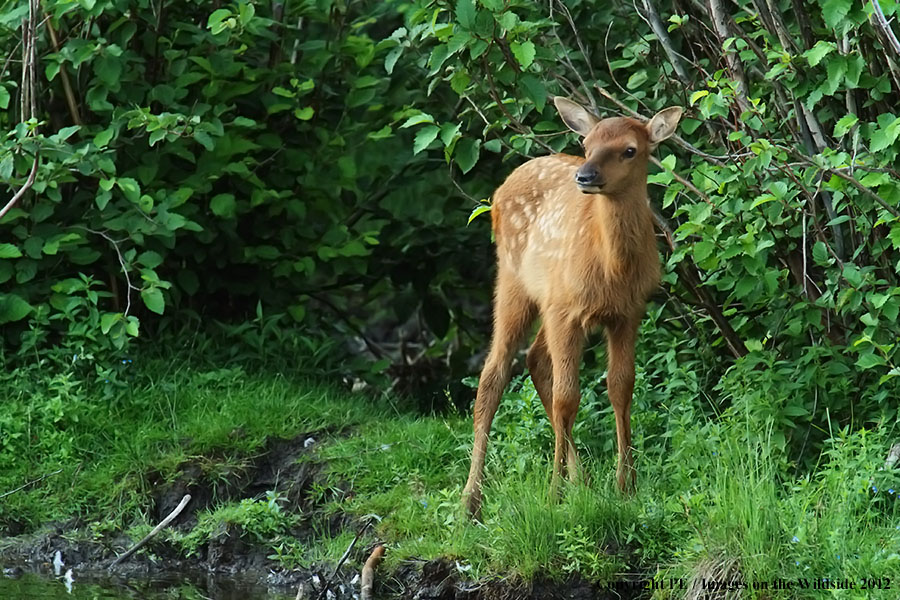 Elk calf in habitat.