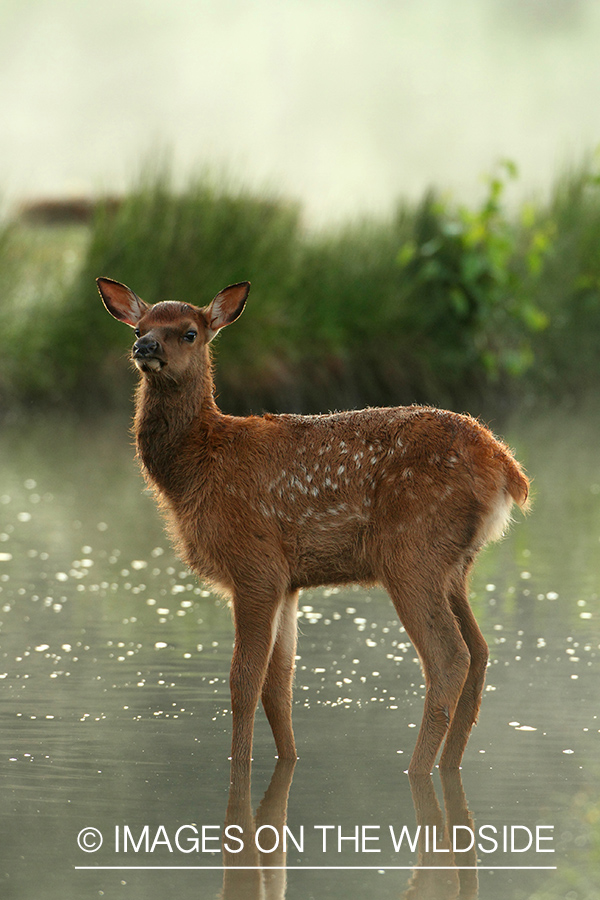 Rocky Mountain Elk calf in habitat.