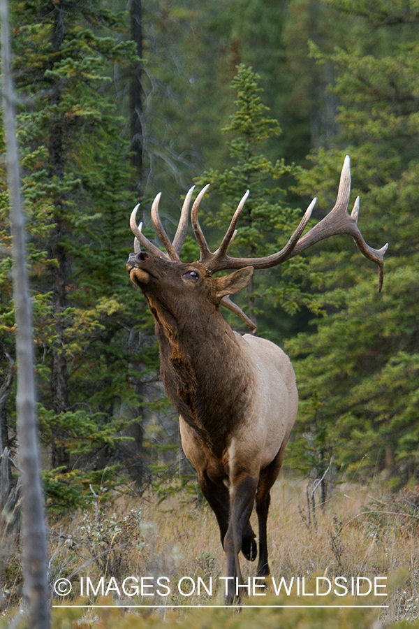 Rocky Mountain Bull Elk in habitat.