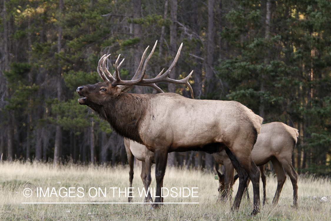 Rocky Mountain Bull Elk bugling in habitat.