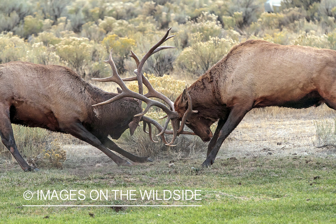 Rocky Mountain Bull Elk fighting in habitat.