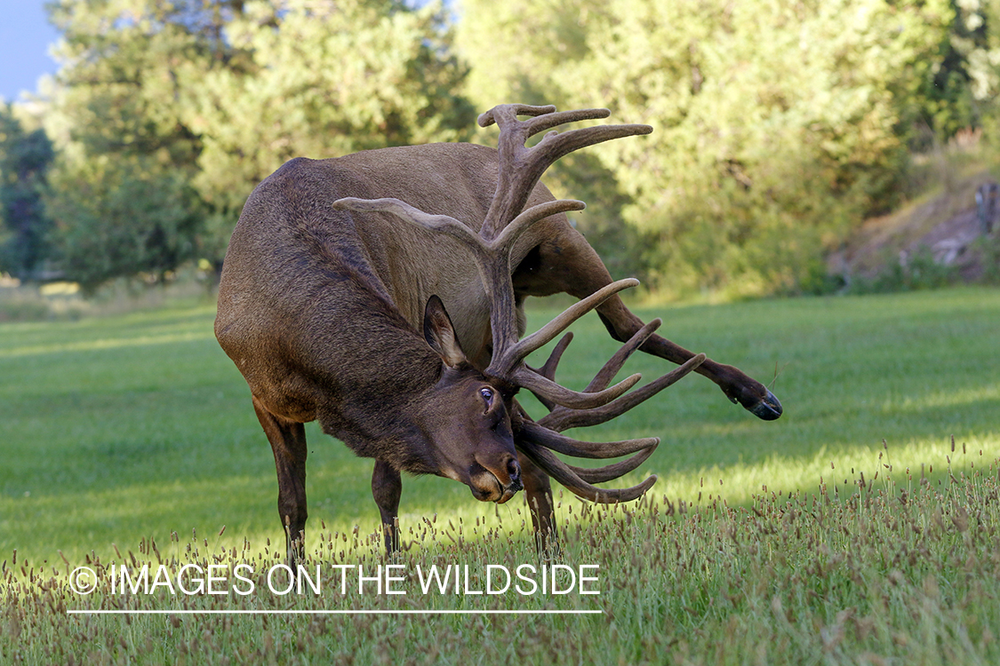 Bull elk in velvet scratching itself with antlers.