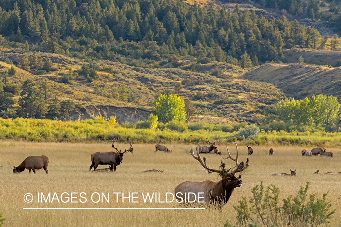 Rocky Mountain elk herd in field.