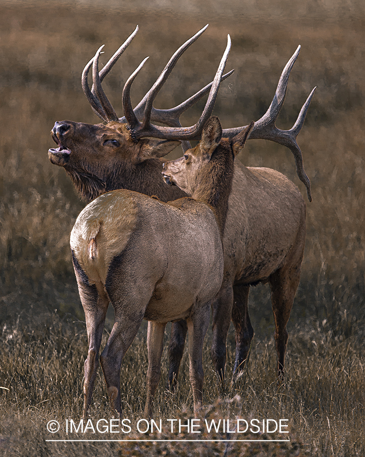 Bull elk with cow bugling.