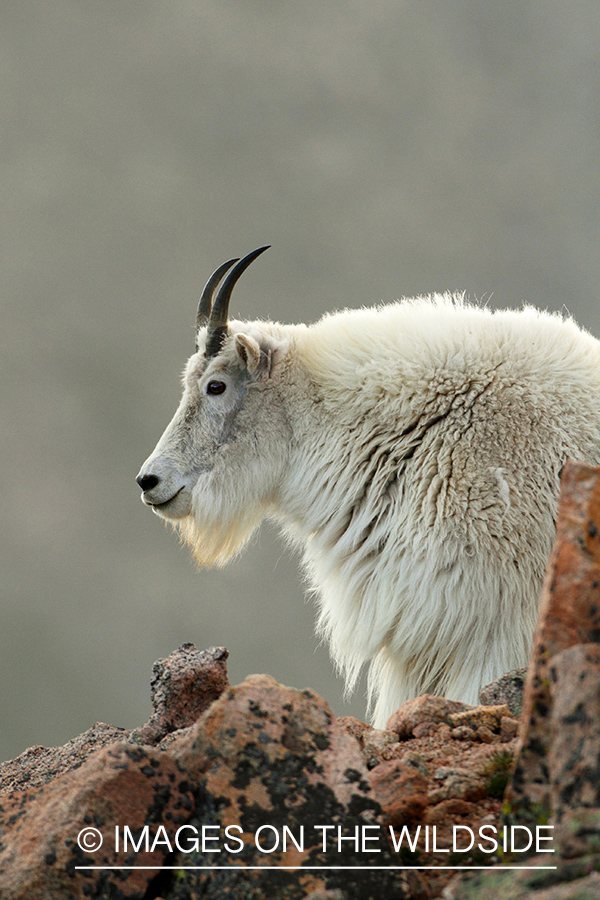 Rocky Mountain Goat in habitat.