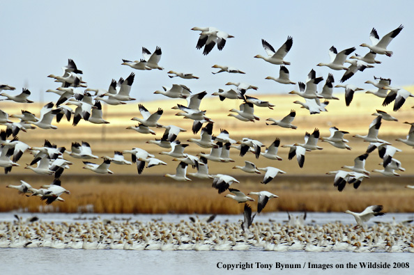 Snow Geese in habitat