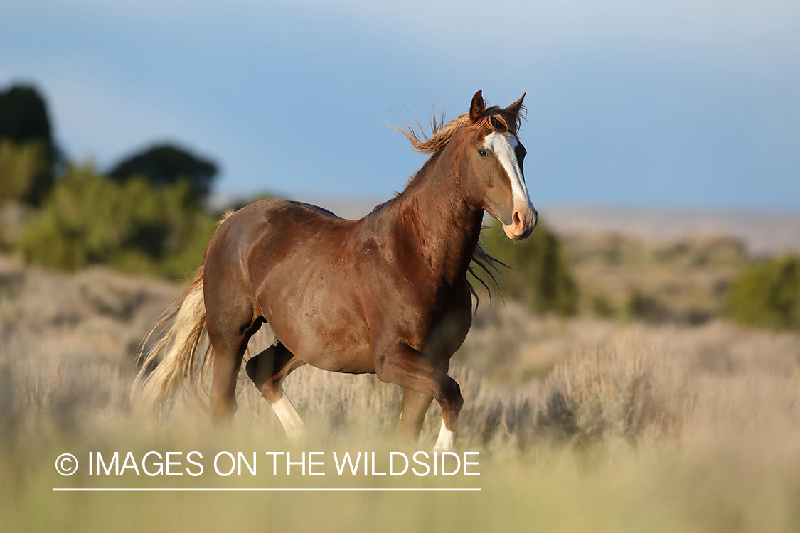 Wild horse in field.