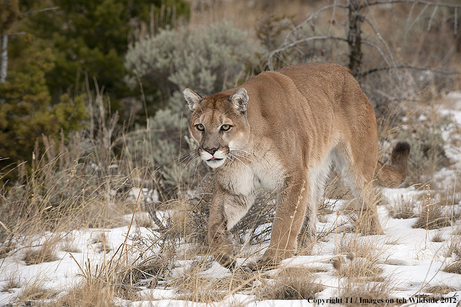 Mountain Lion in habitat.