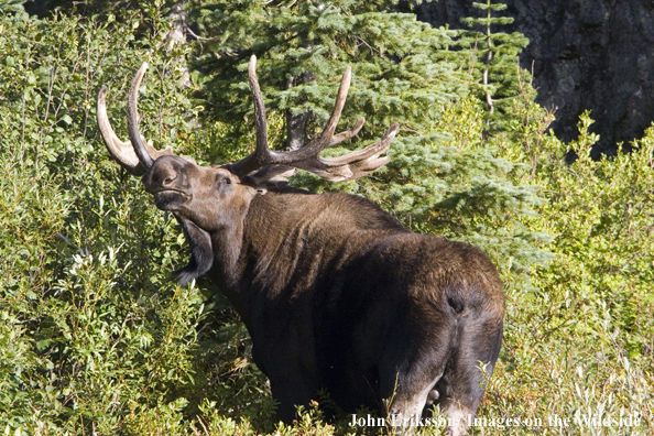 Shiras bull moose in habitat.