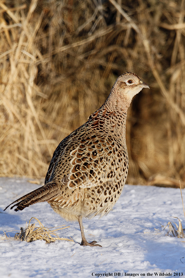 Ring-necked pheasant in habitat