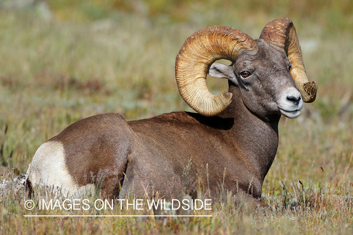 Rocky Mountain Bighorn Sheep in habitat.