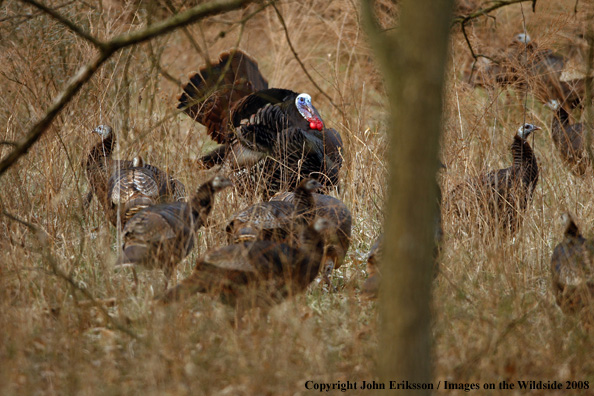 Eastern Wild Turkeys