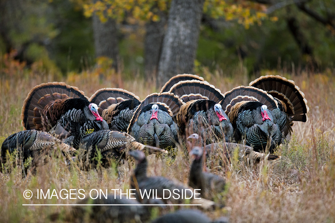 Eastern Wild Turkeys in habitat. 