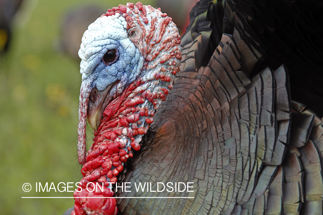 Rio grande turkey gobbler in spring habitat.