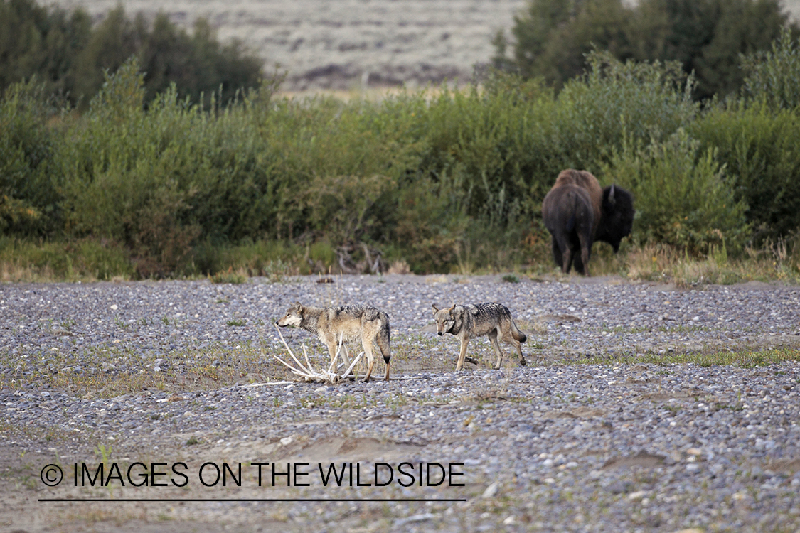Wild free-ranging gray wolves in Yellowstone National Park.