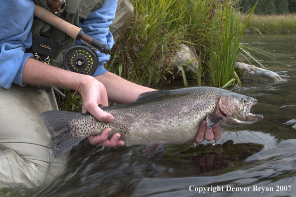 Flyfisherman with rainbow trout.  Close-up of trout.