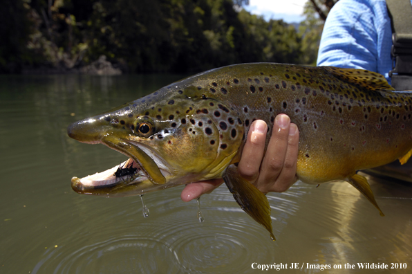 Flyfisherman with Nice Brown Trout