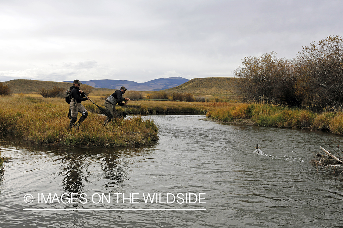 Flyfishermen fighting jumping trout on line.