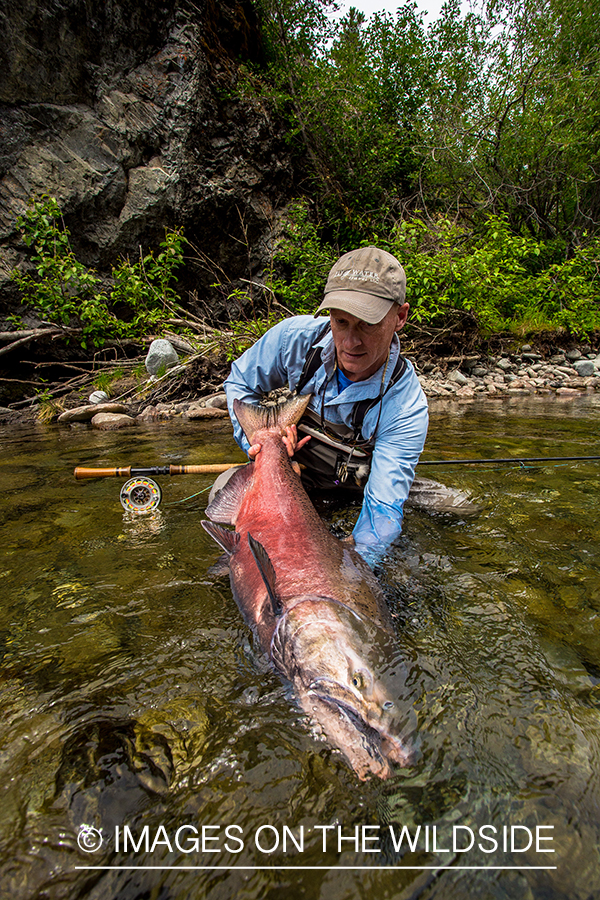 Flyfisherman with king salmon on Nakina River, British Columbia.