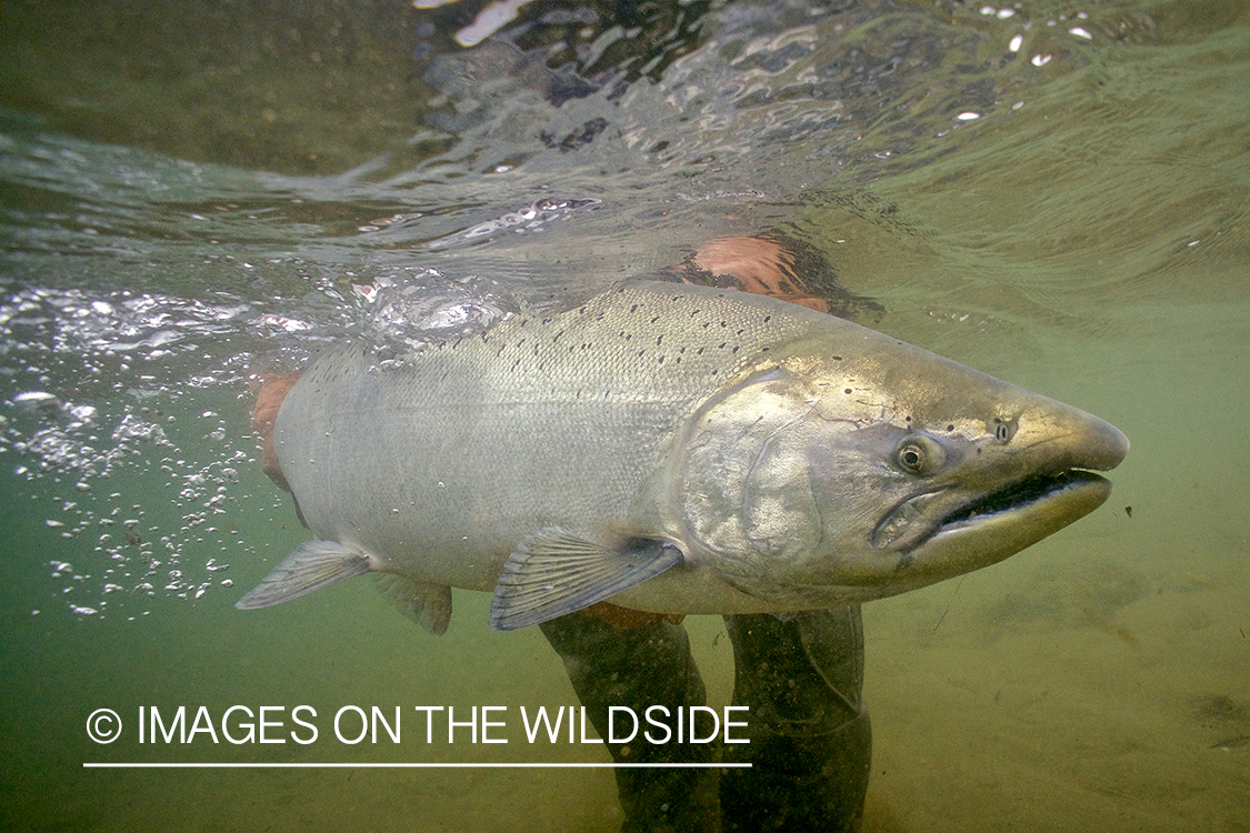 Flyfisherman releasing King Salmon.