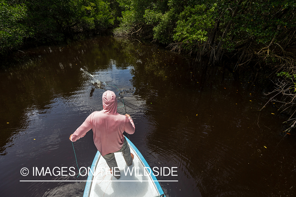 Flyfisherman landing tarpon.