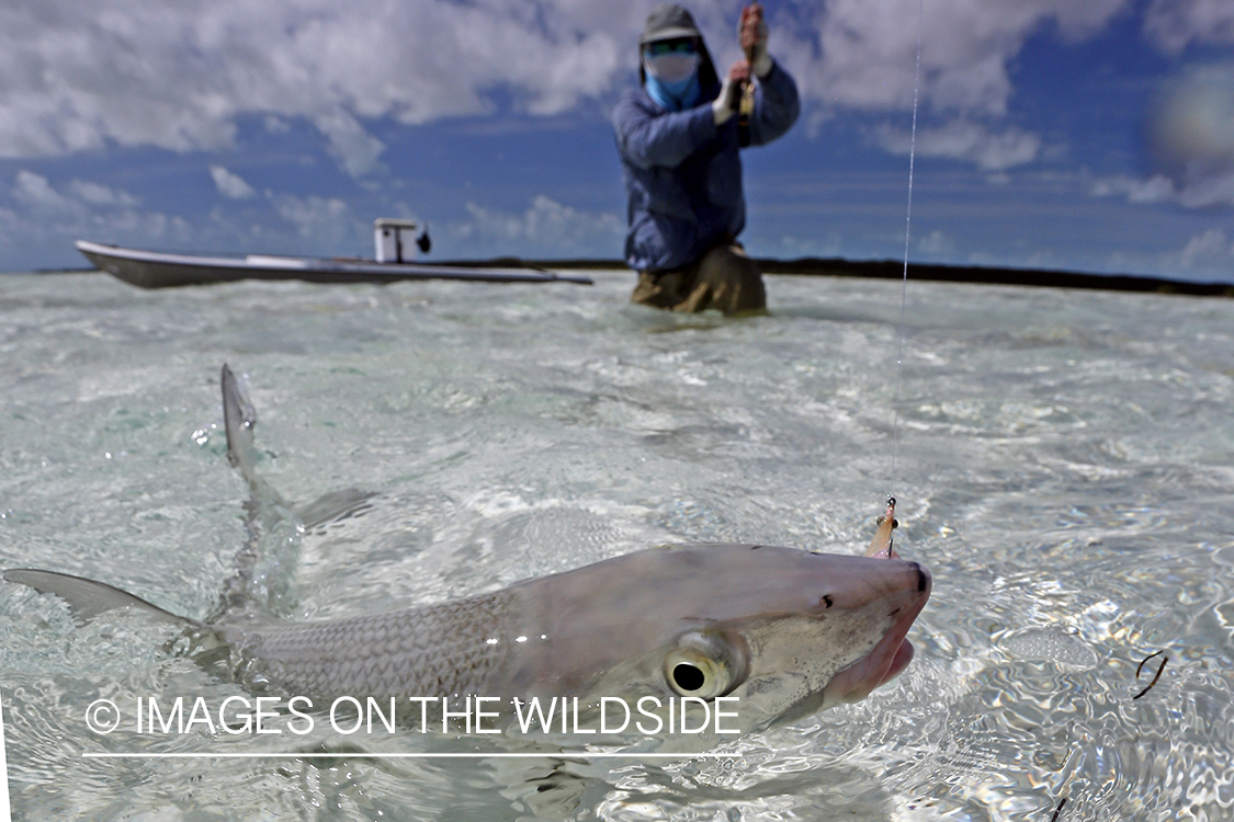 Flyfisherman fighting bonefish.