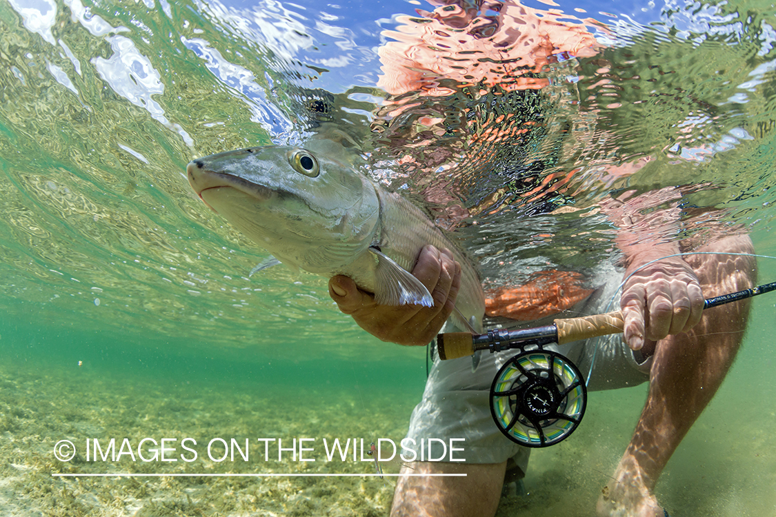 Flyfisherman releasing Bonefish.