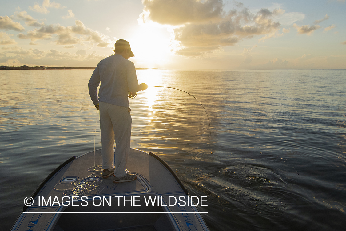 Flyfisherman landing tarpon on flats of Florida Keys.