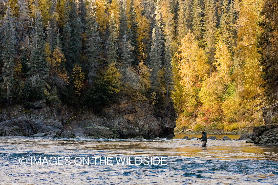 Flyfisherman on river. 