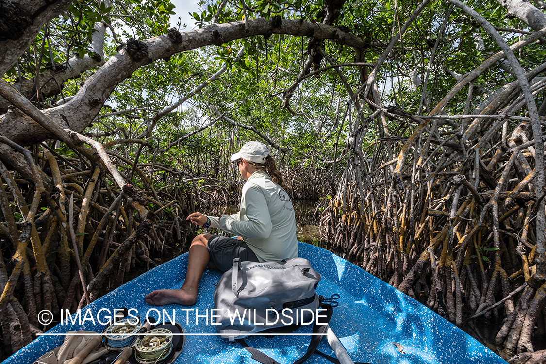 Flyfishing woman in boat working through mangroves.