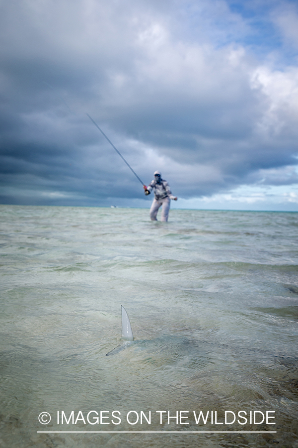 Flyfisherman casting to a tailing bonefish. 